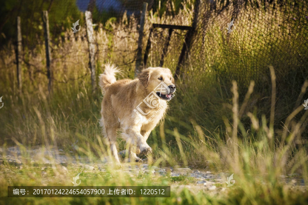 金毛獵犬奔跑
