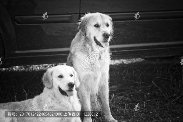 兩黃金獵犬-匯圖網(wǎng) www.fosd68.com 兩黃金獵犬