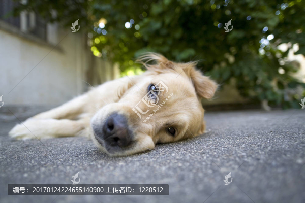 金毛獵犬