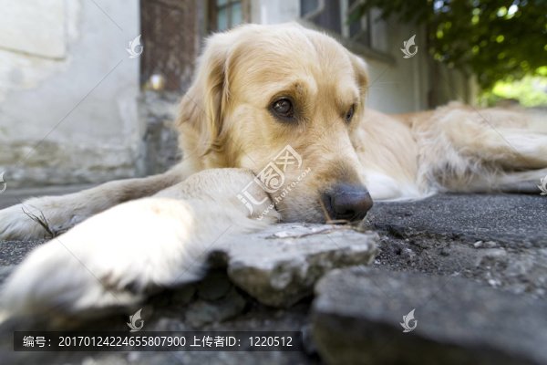 金毛獵犬-匯圖網(wǎng) www.fosd68.com 金毛獵犬