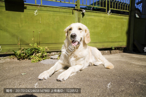 金毛獵犬