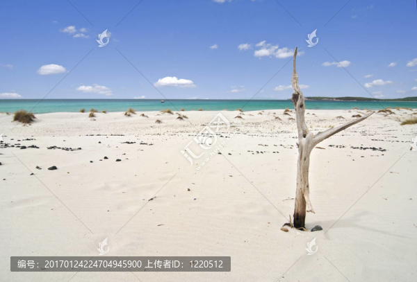 熱帶海灘和死樹