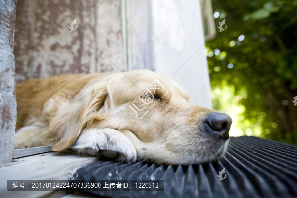 金毛獵犬
