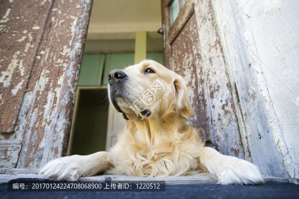 金毛獵犬