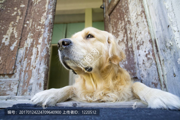 金毛獵犬