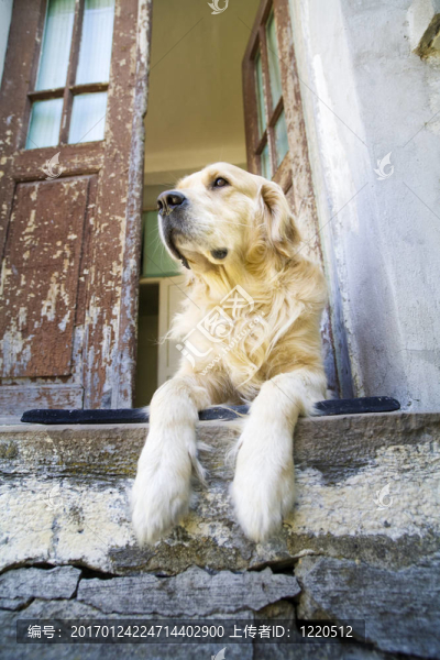 金毛獵犬-匯圖網(wǎng) www.fosd68.com 金毛獵犬