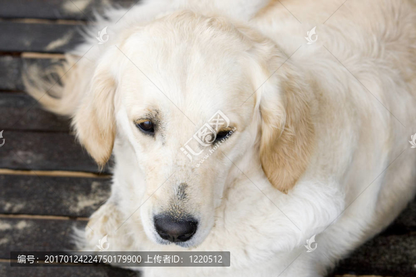 金毛獵犬