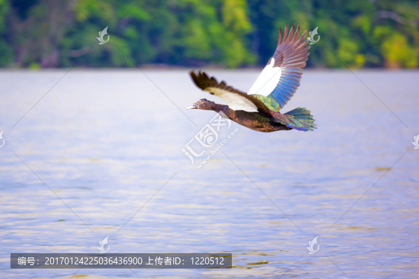 番鴨-匯圖網(wǎng) www.fosd68.com 番鴨