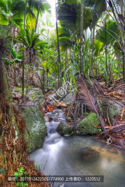 叢林-匯圖網(wǎng) www.fosd68.com 叢林