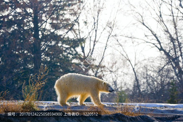 北極熊-匯圖網(wǎng) www.fosd68.com 北極熊