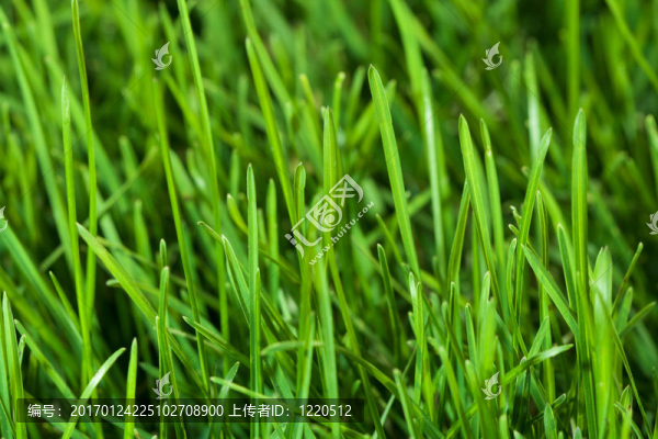 綠色-匯圖網(wǎng) www.fosd68.com 綠色