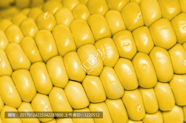 黃色的玉米棒子