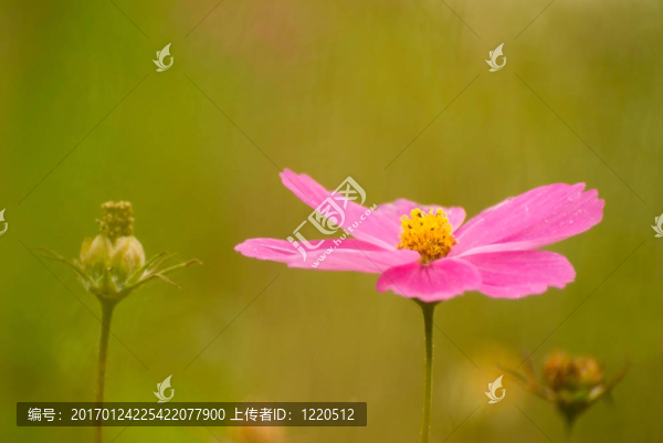 粉紅色的雛菊