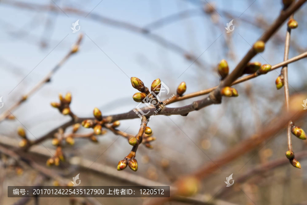芽枝