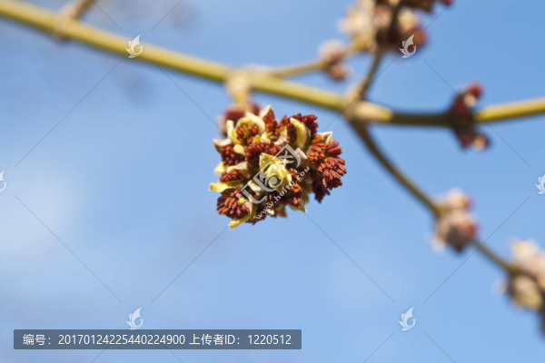 芽枝