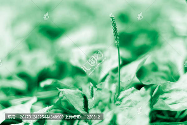 小草