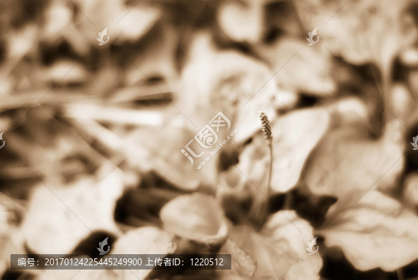 小草-匯圖網(wǎng) www.fosd68.com 小草