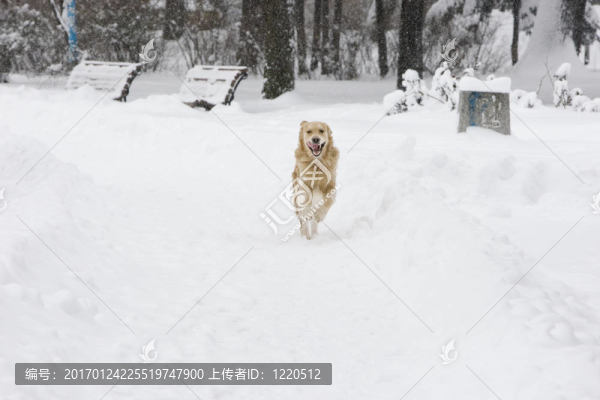 金毛獵犬