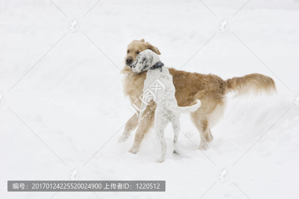 狗