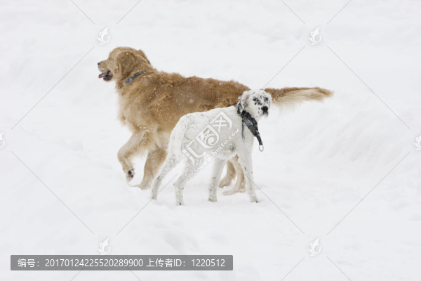 狗