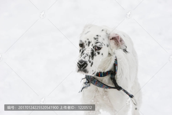 狗