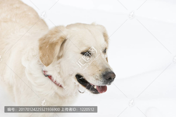 金毛獵犬在雪中