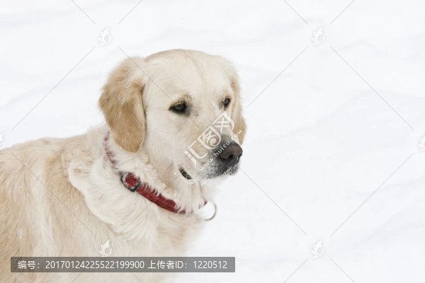 金毛獵犬在雪中