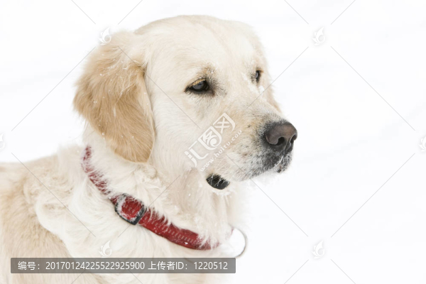 金毛獵犬在雪中