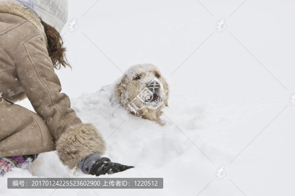 金毛獵犬