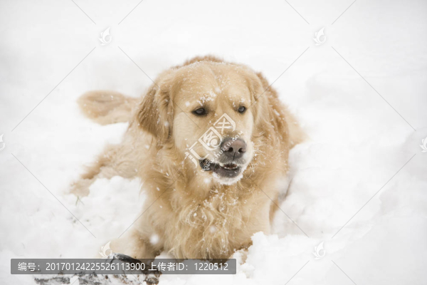 金毛獵犬