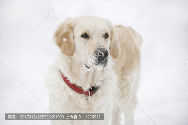 金毛獵犬