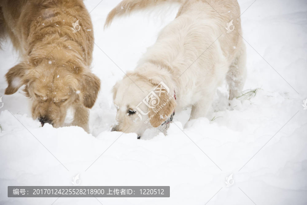 兩黃金獵犬