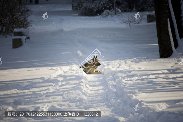 雪地里的狗