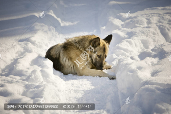 雪地里的狗