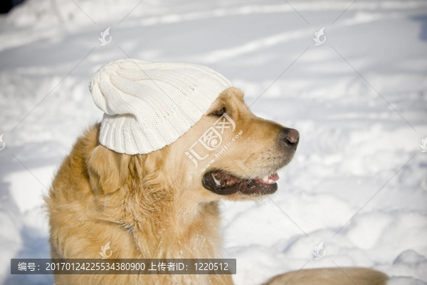 狗的帽子