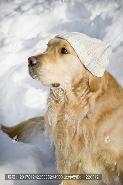 帶帽子的有趣的狗