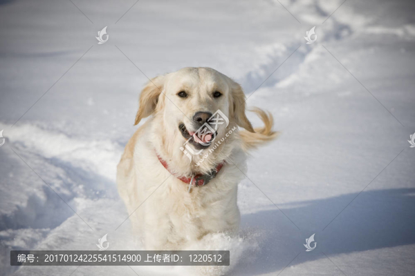 微笑的狗