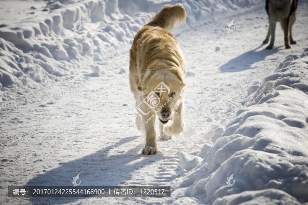 金毛獵犬散步