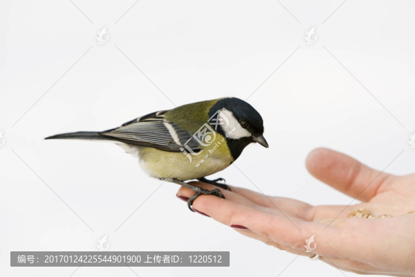 大山雀