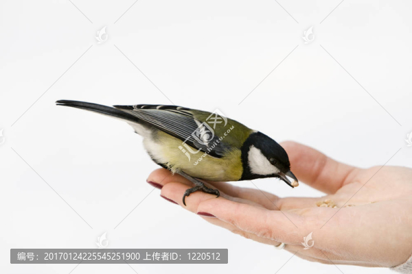 大山雀