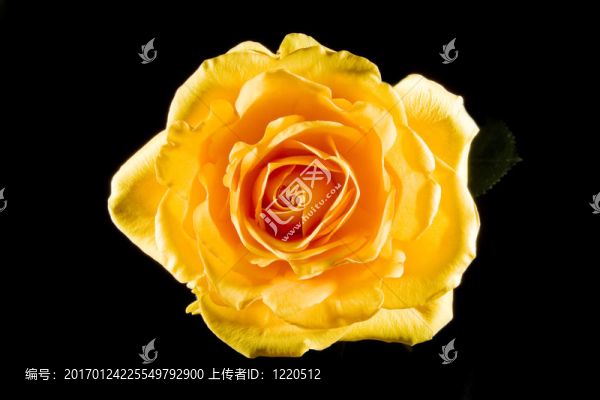 黃玫瑰