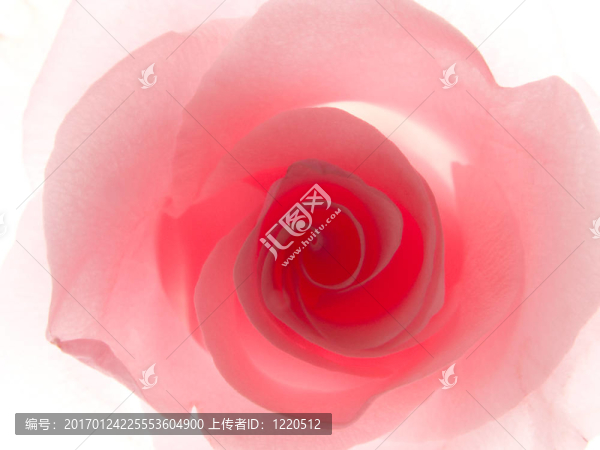 接近一朵粉紅色的玫瑰-匯圖網(wǎng) www.fosd68.com 接近一朵粉紅色的玫瑰
