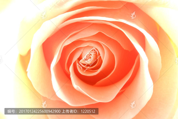 黃玫瑰