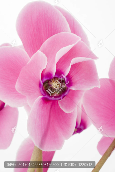 仙客來的花
