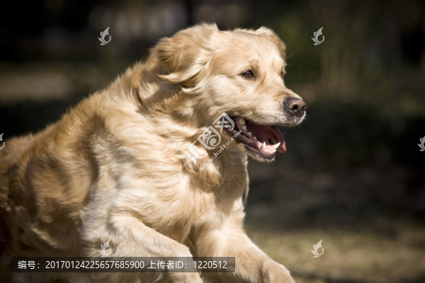 金毛獵犬