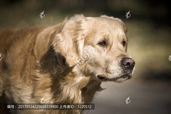 金毛獵犬