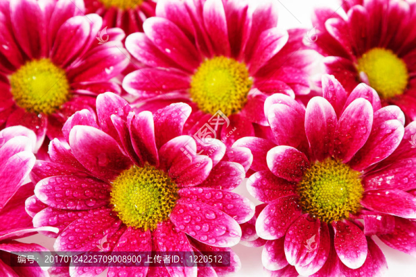 碎花壁紙