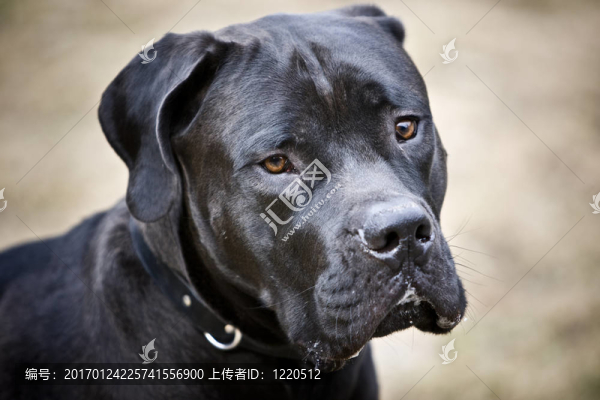 黑非洲的藏獒