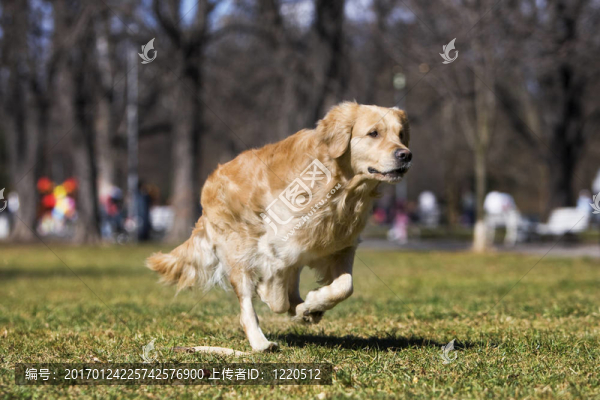 金毛獵犬-匯圖網(wǎng) www.fosd68.com 金毛獵犬