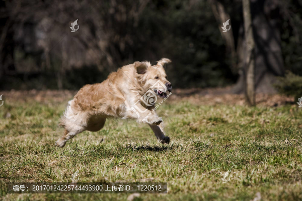 金毛獵犬